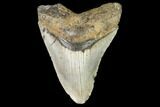 Bargain, Fossil Megalodon Tooth - North Carolina #108975-1